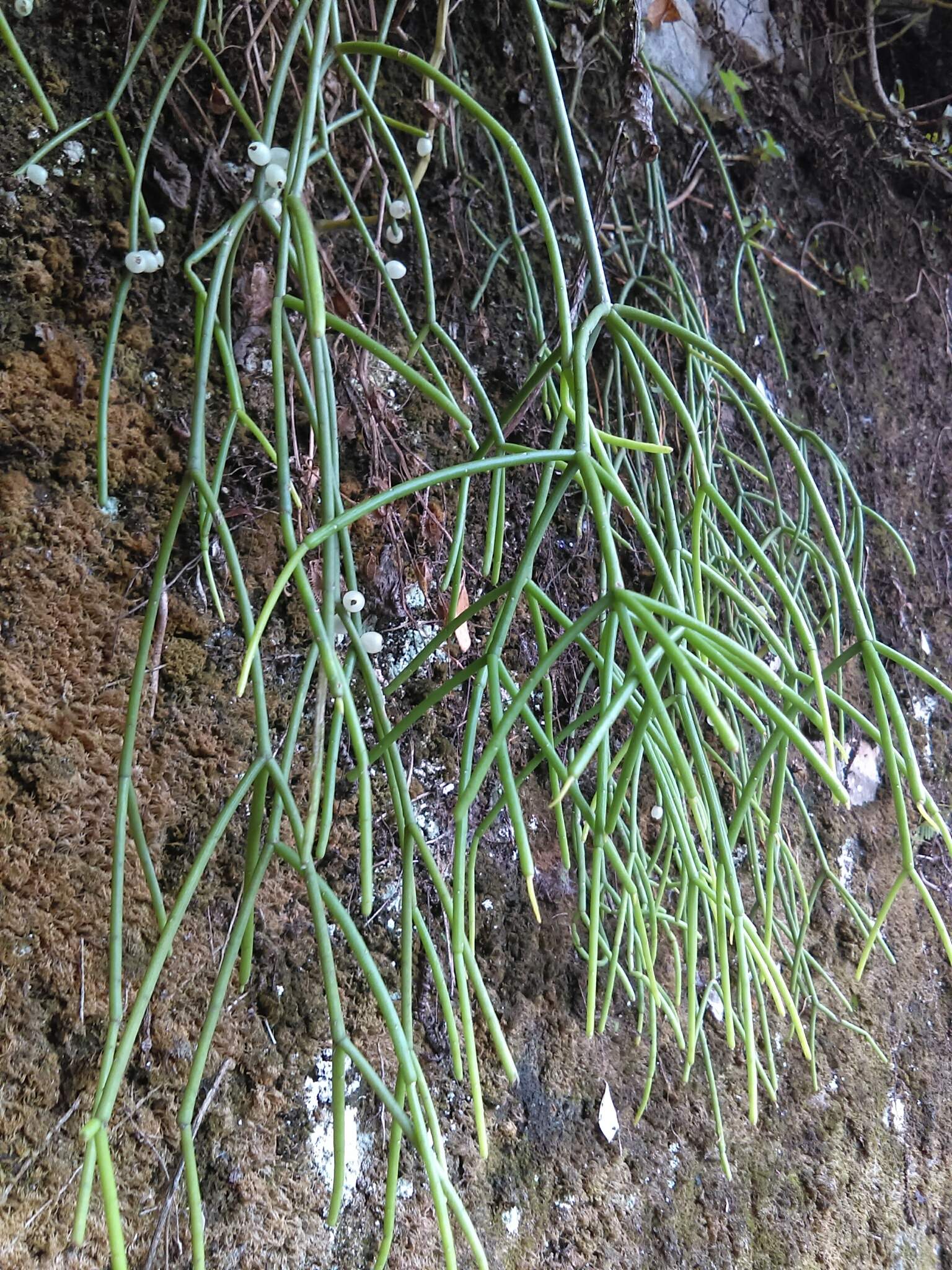 Rhipsalis baccifera